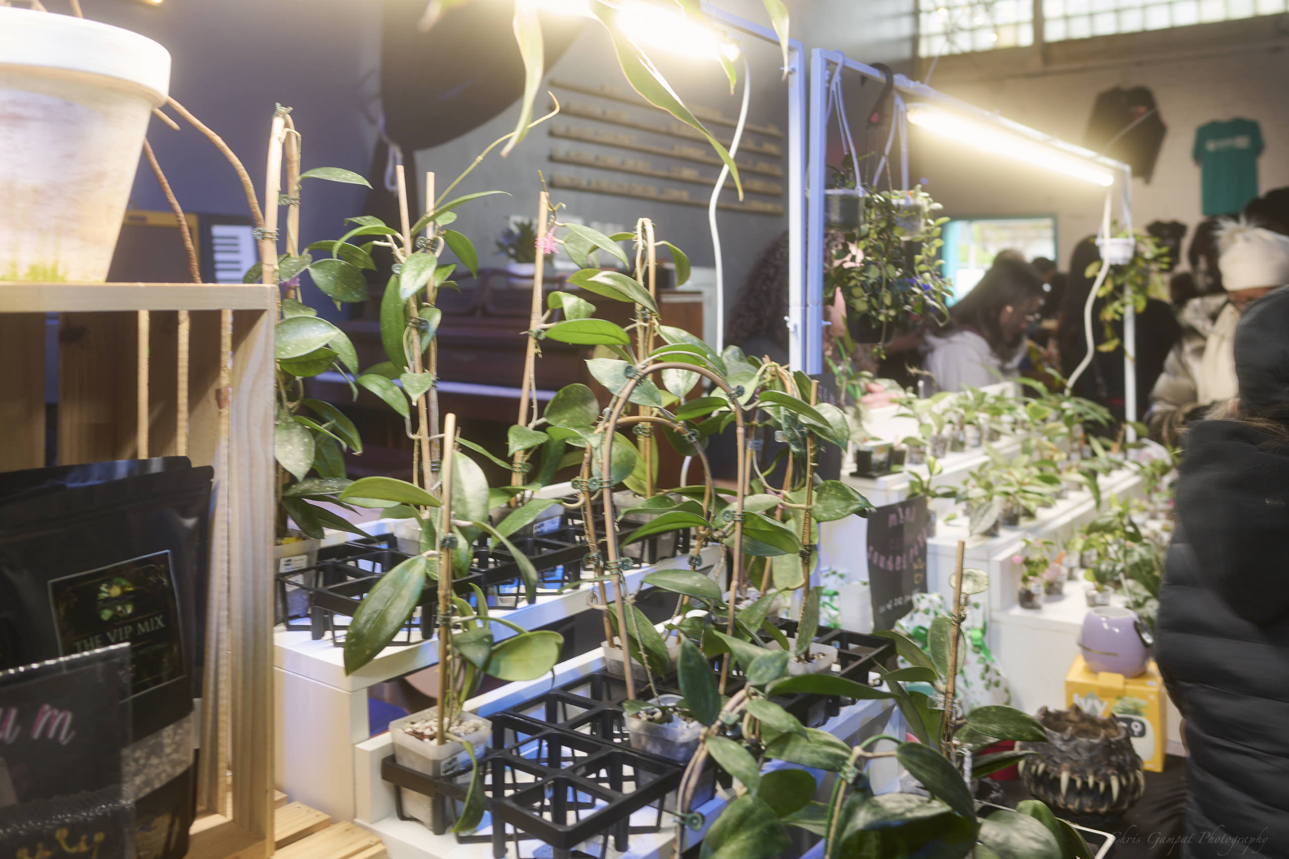 Plant Market April 2026 by Chris Gampat 250